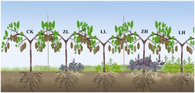 Macrogenomics reveal the effects of inter-cropping perilla on kiwifruit: impact on inter-root soil microbiota and gene expression of carbon, nitrogen, and phosphorus cycles in kiwifruit